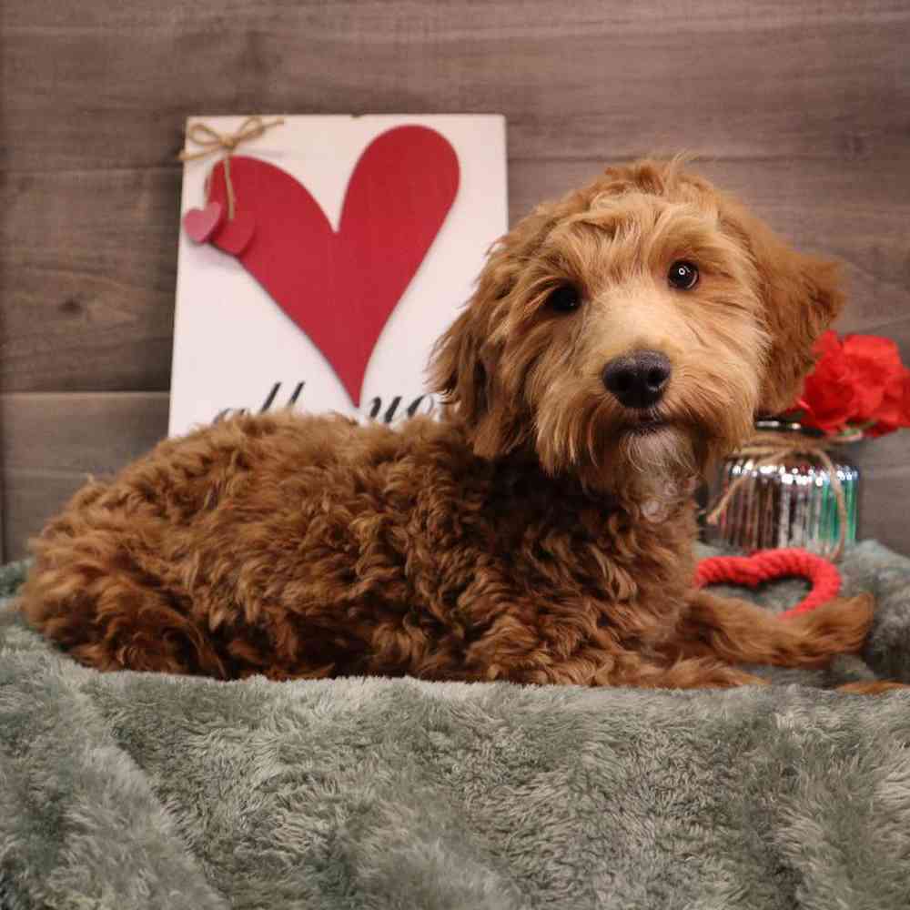 carousel pet images