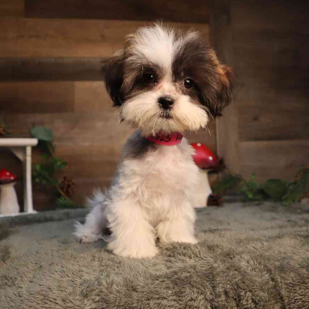 carousel pet images