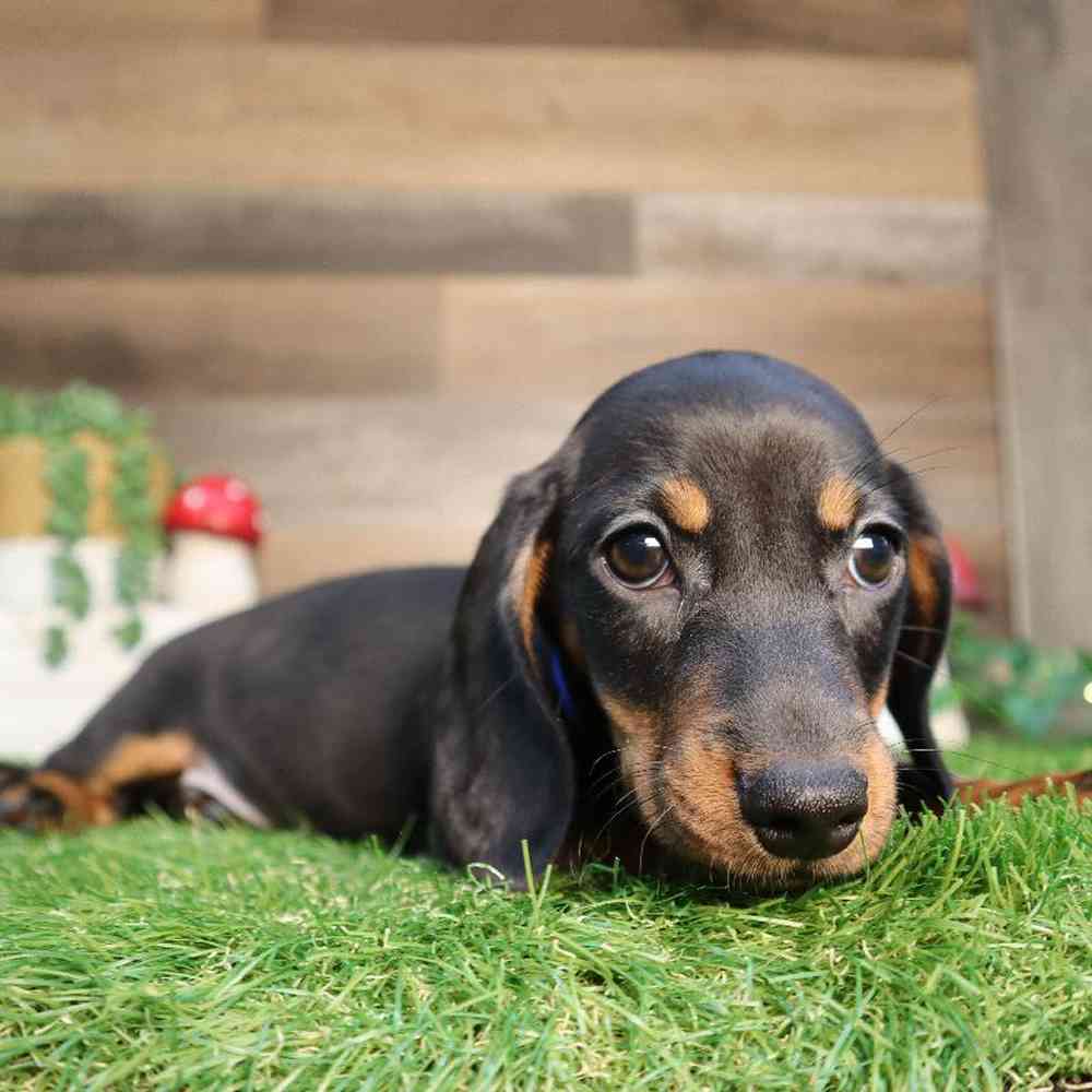Image of a pet breed in the gallery