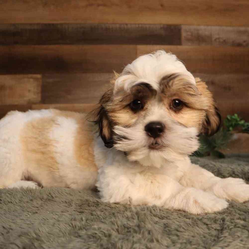 Malshi Puppy for sale - Four Paws and a Tail