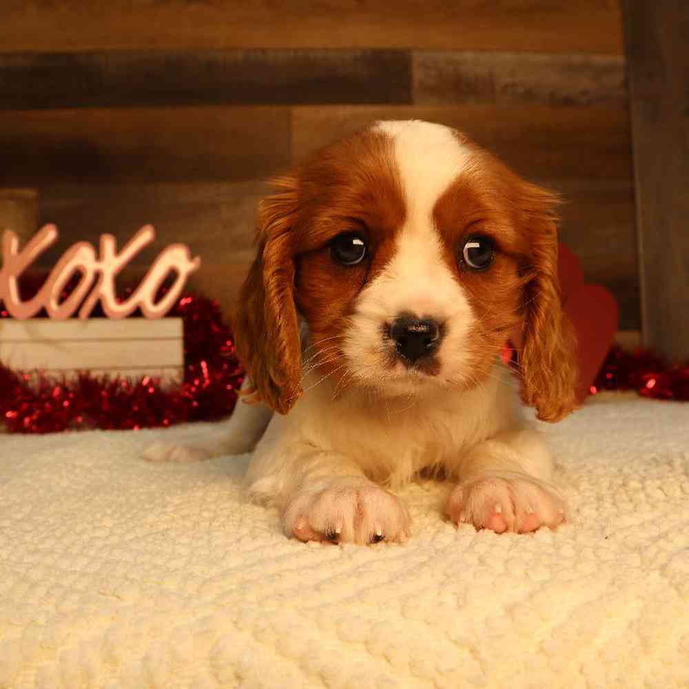 carousel pet images