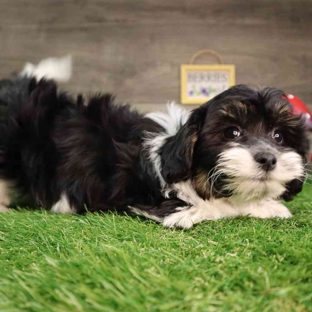 carousel pet images