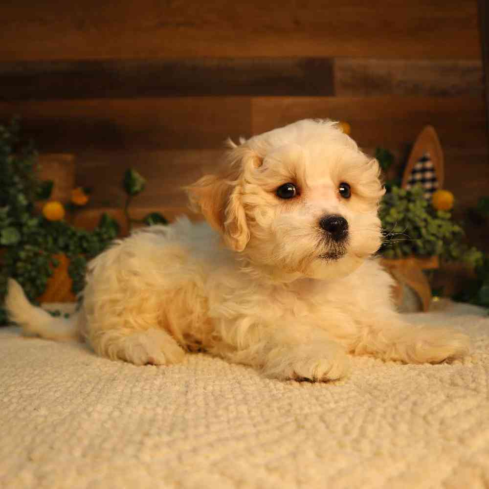 Male Shipoo Puppy for Sale in Blaine, MN
