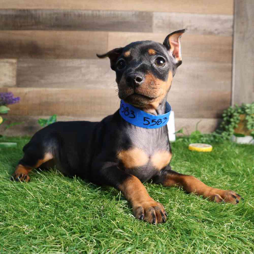 Male Min Pin Puppy for Sale in Blaine, MN