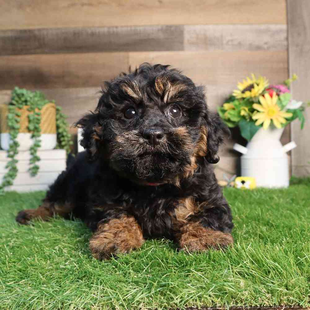 carousel pet images