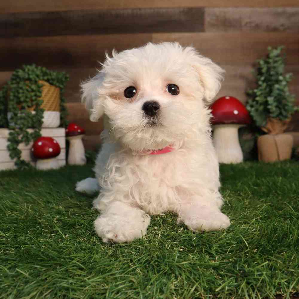 carousel pet images