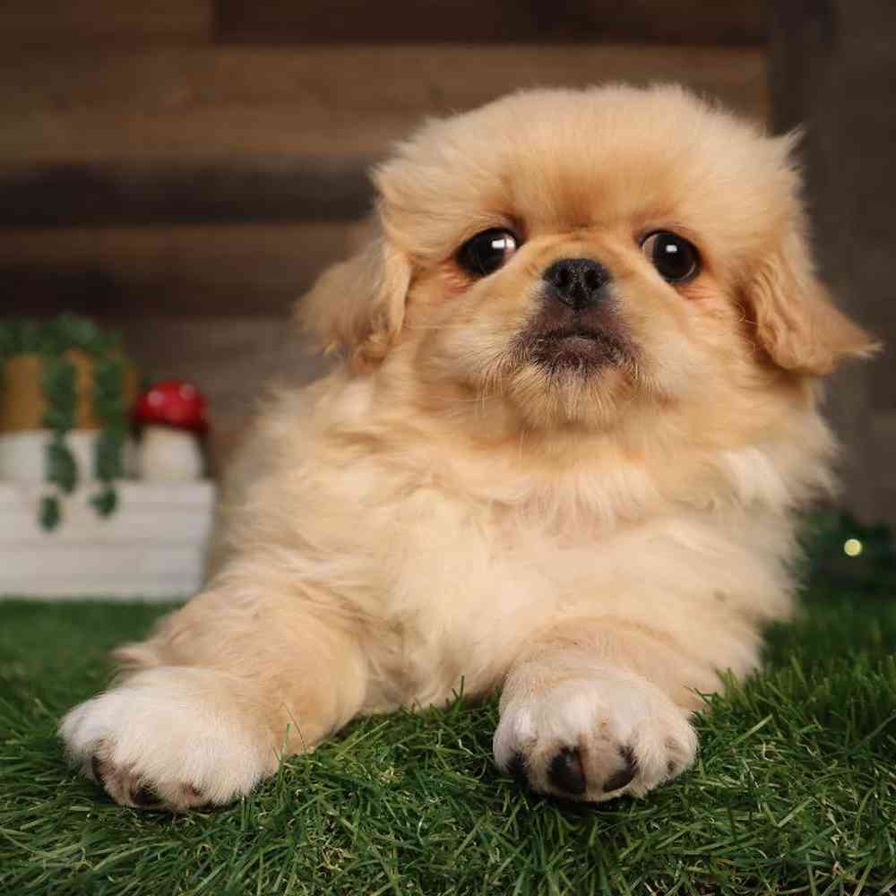 pet breed image