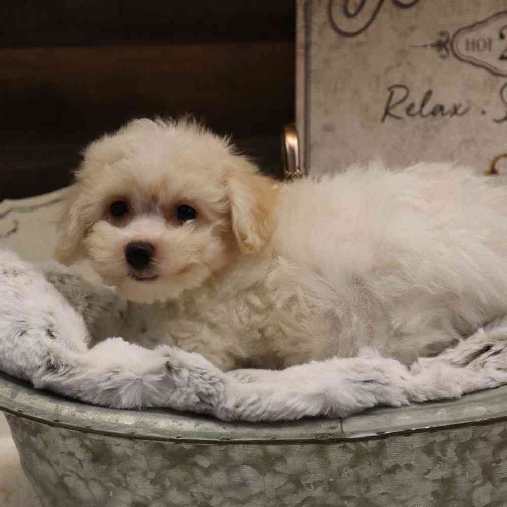 Female Bichon Frise Puppy for sale