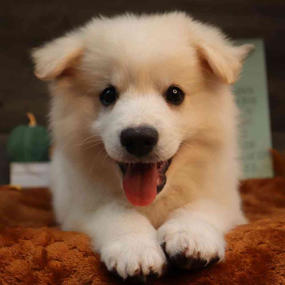carousel pet images