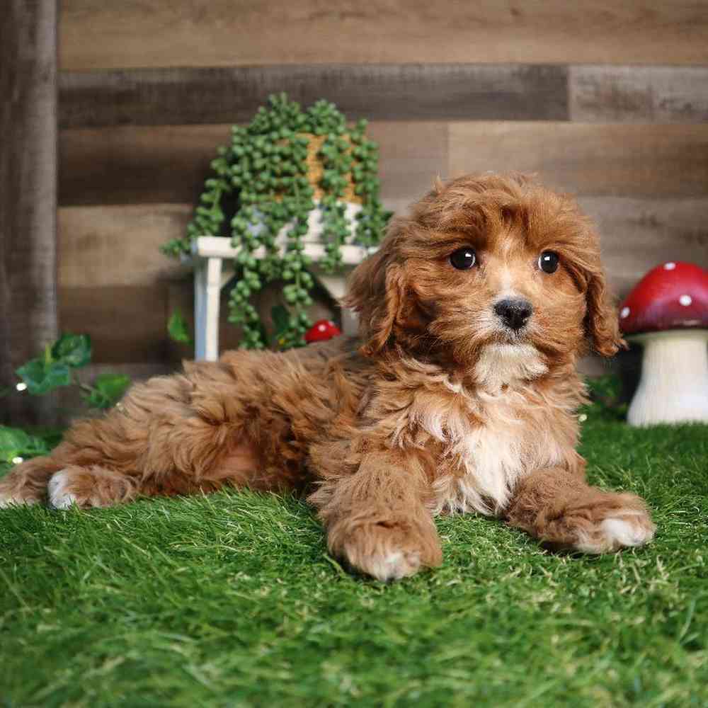 Female Cavapoo Puppy for Sale in Blaine, MN