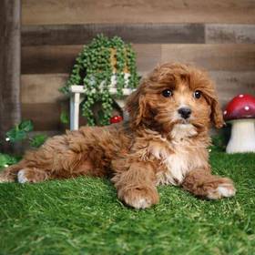 Cavapoo