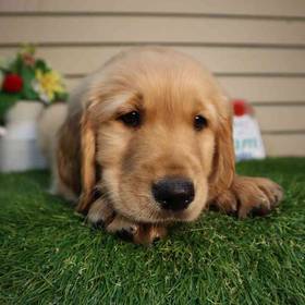 Golden Retriever