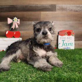Mini Schnauzer