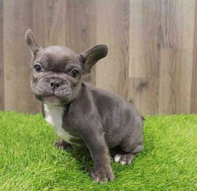 French Bulldog