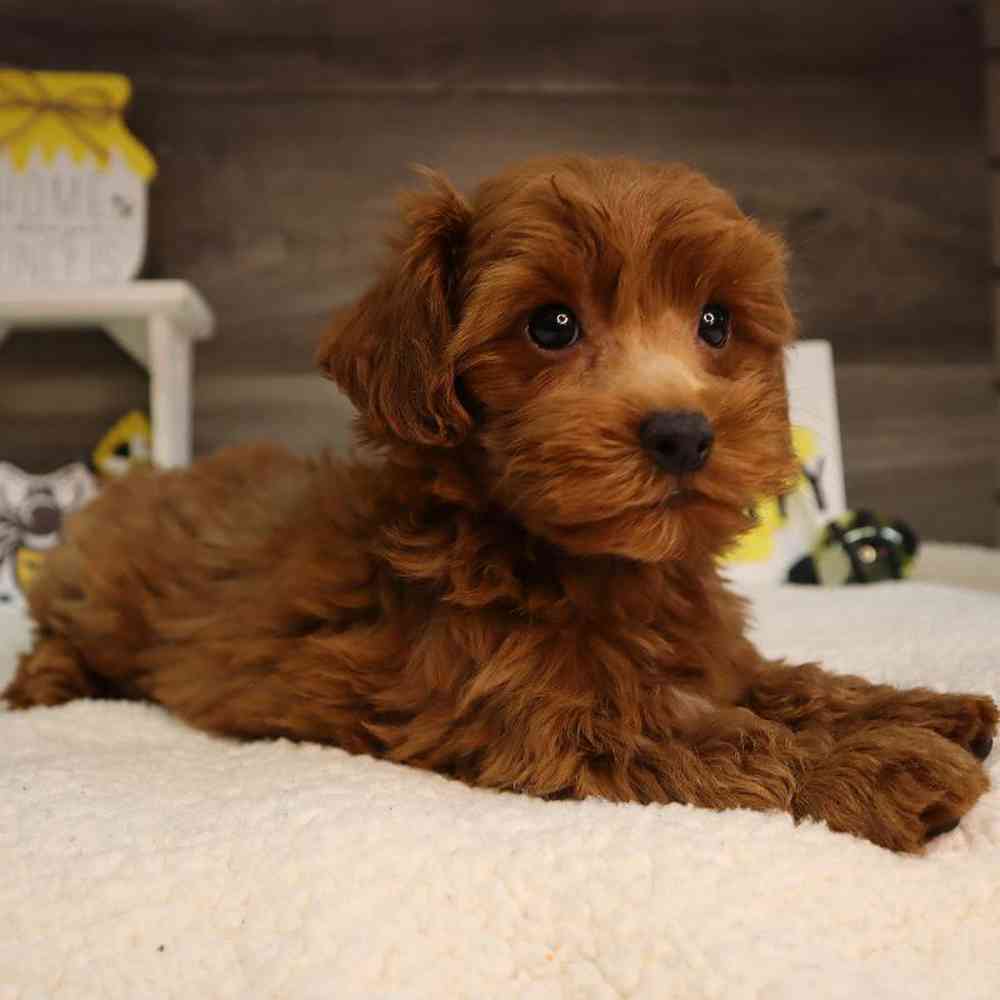 carousel pet images