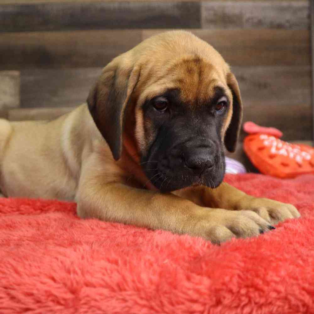 Female Bull Mastiff Puppy for Sale in Blaine, MN