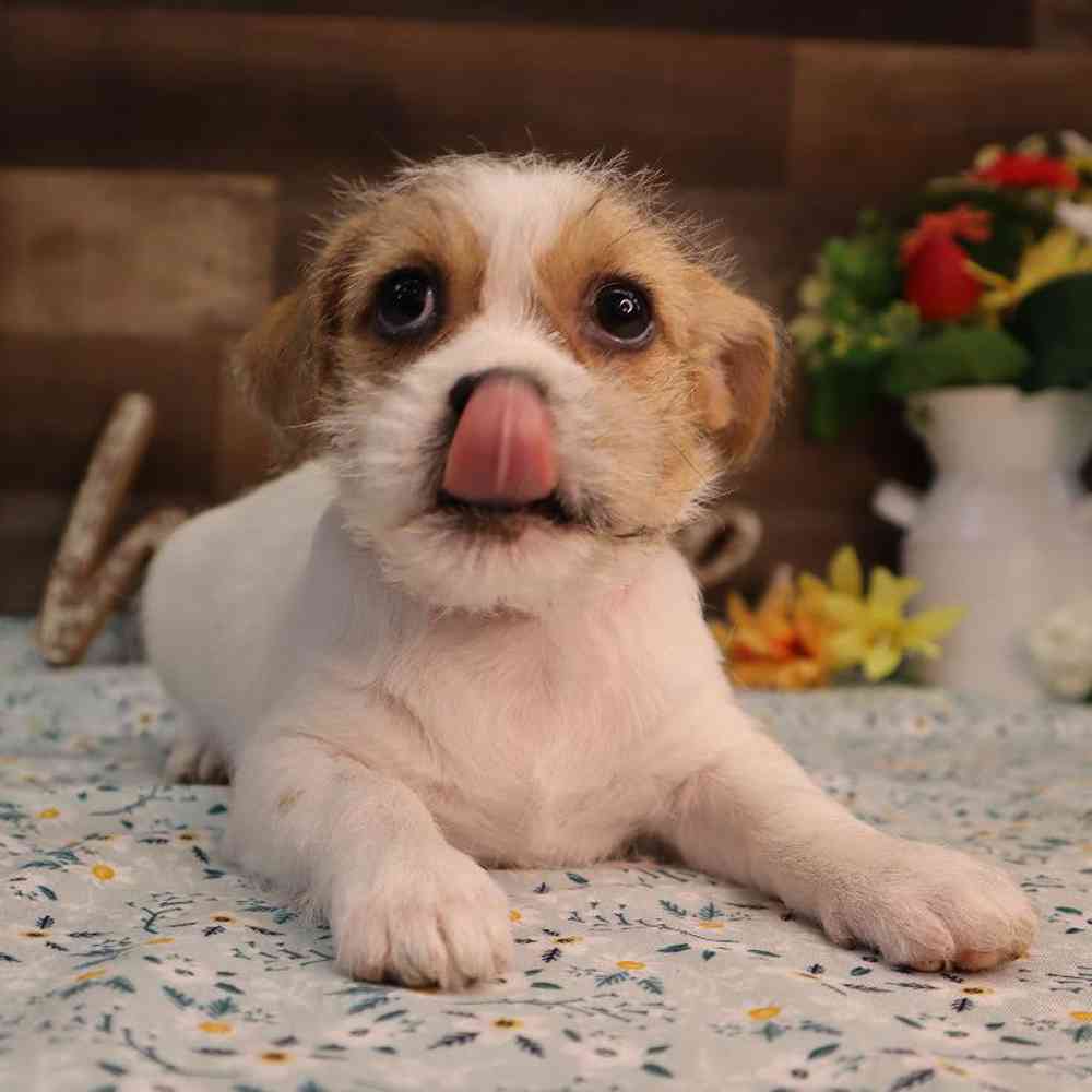 carousel pet images