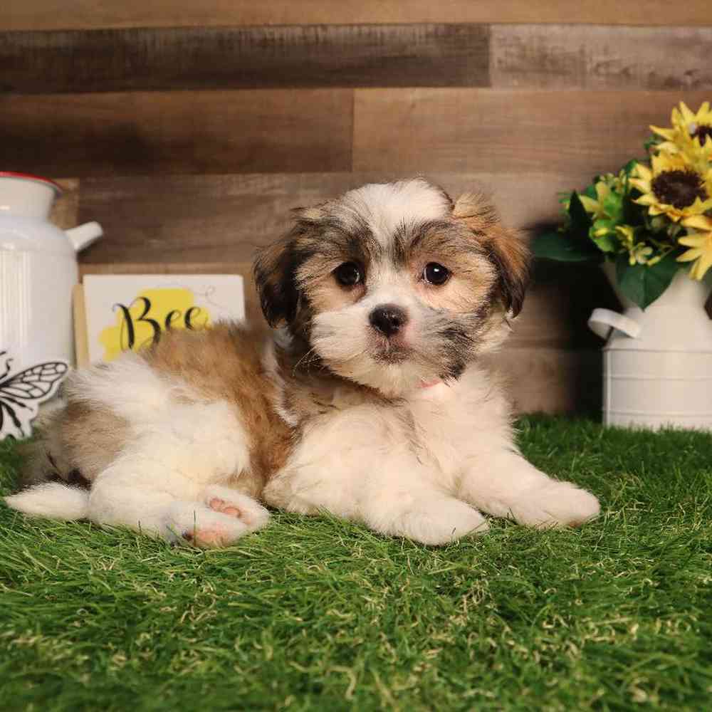 carousel pet images