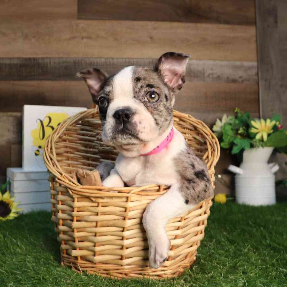 Female Boston Terrier Puppy for Sale in Blaine, MN