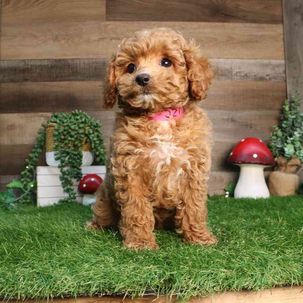 Cavapoo Puppy for sale - Four Paws and a Tail