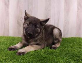 Norwegian Elkhound