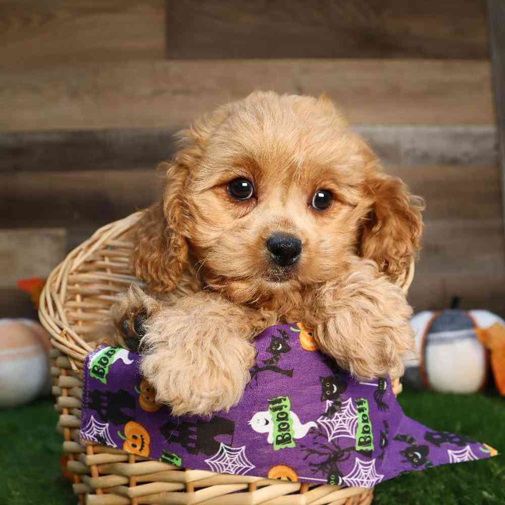 Cavapoo Puppy for sale - Four Paws and a Tail