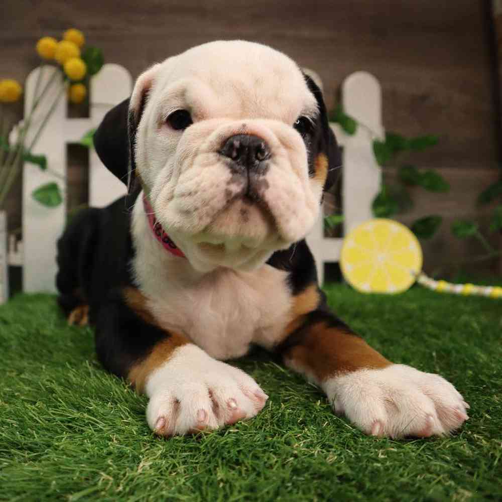 Female English Bulldog Puppy for Sale in Blaine, MN