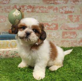 Shih Tzu