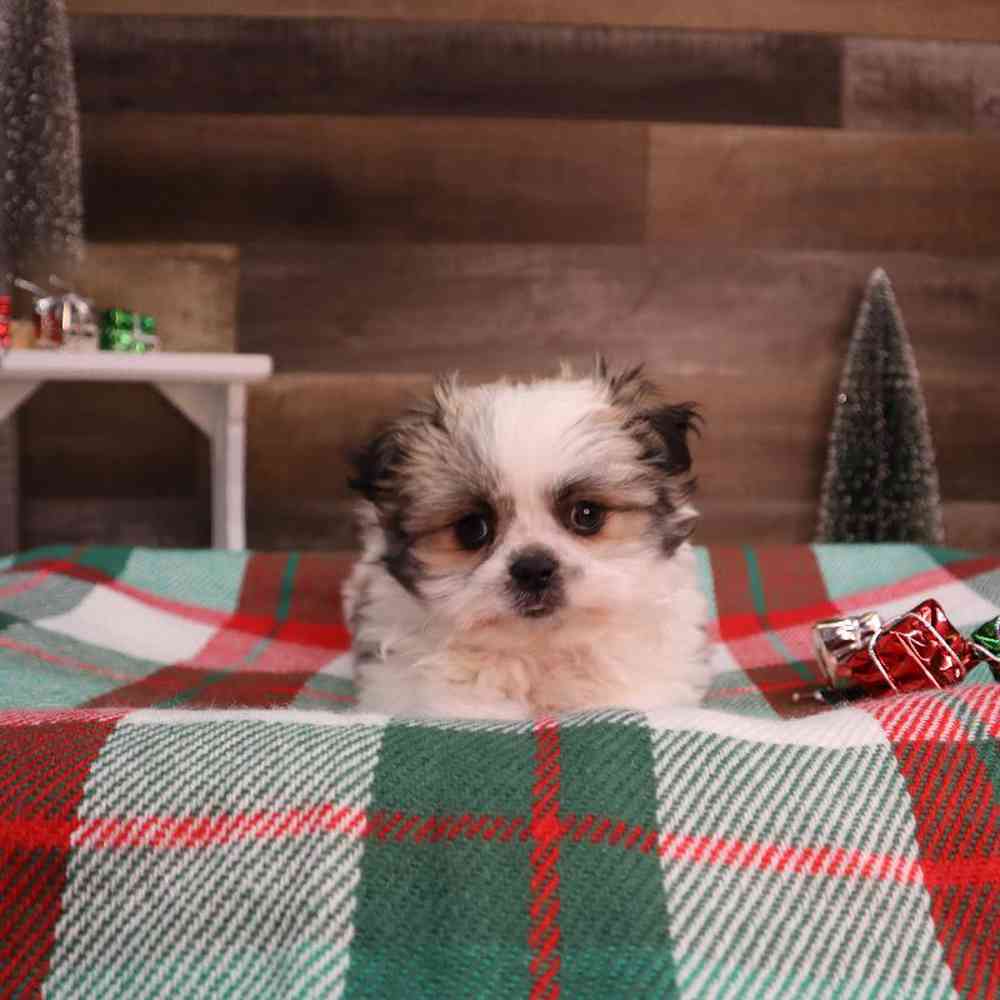 Female Pomshi Puppy for sale