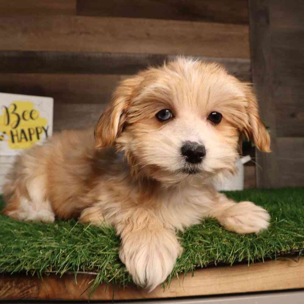 Morkies For Rehoming