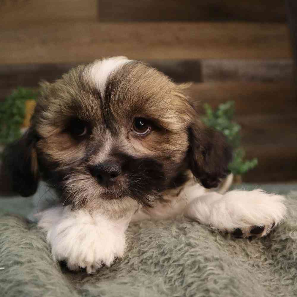 carousel pet images