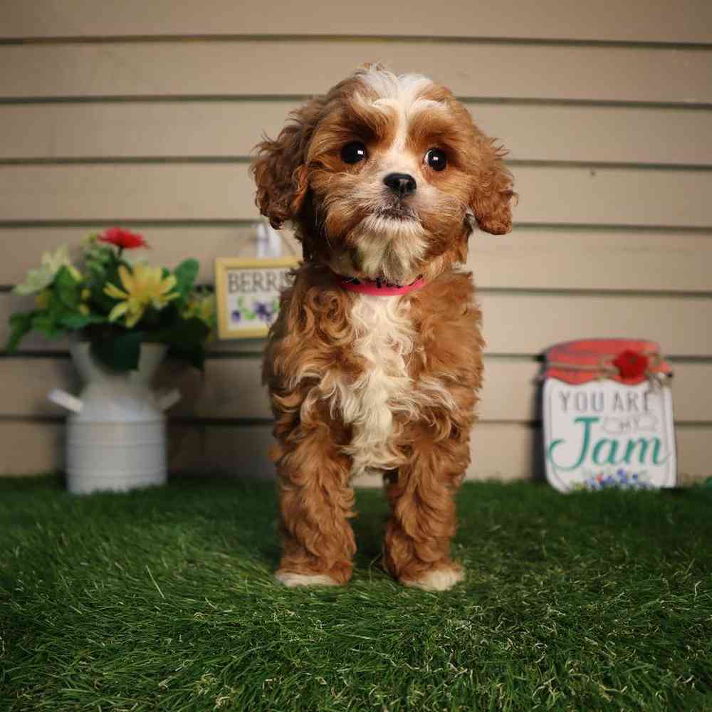 carousel pet images