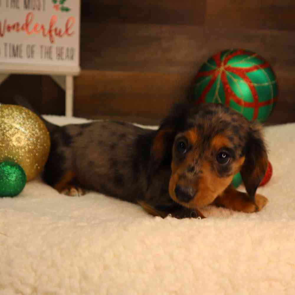 Female Dachshund Puppy for Sale in Blaine, MN