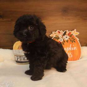 Bichon-Poo