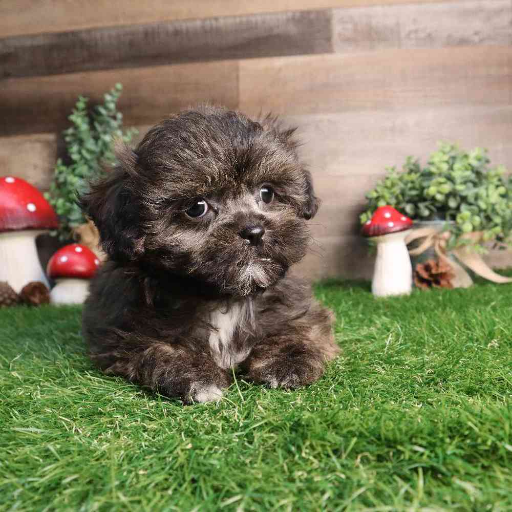carousel pet images