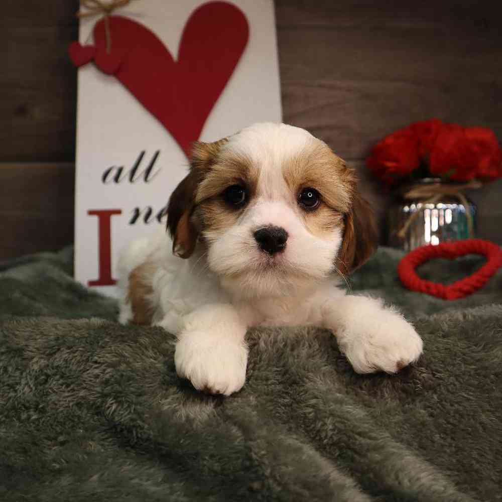 carousel pet images