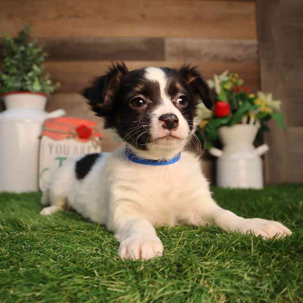 carousel pet images