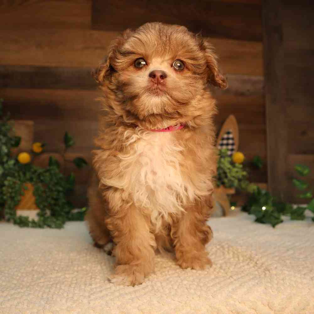 Female Shipoo Puppy for Sale in Blaine, MN