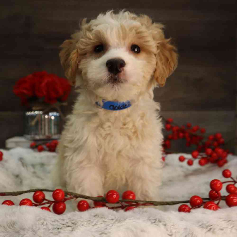 carousel pet images