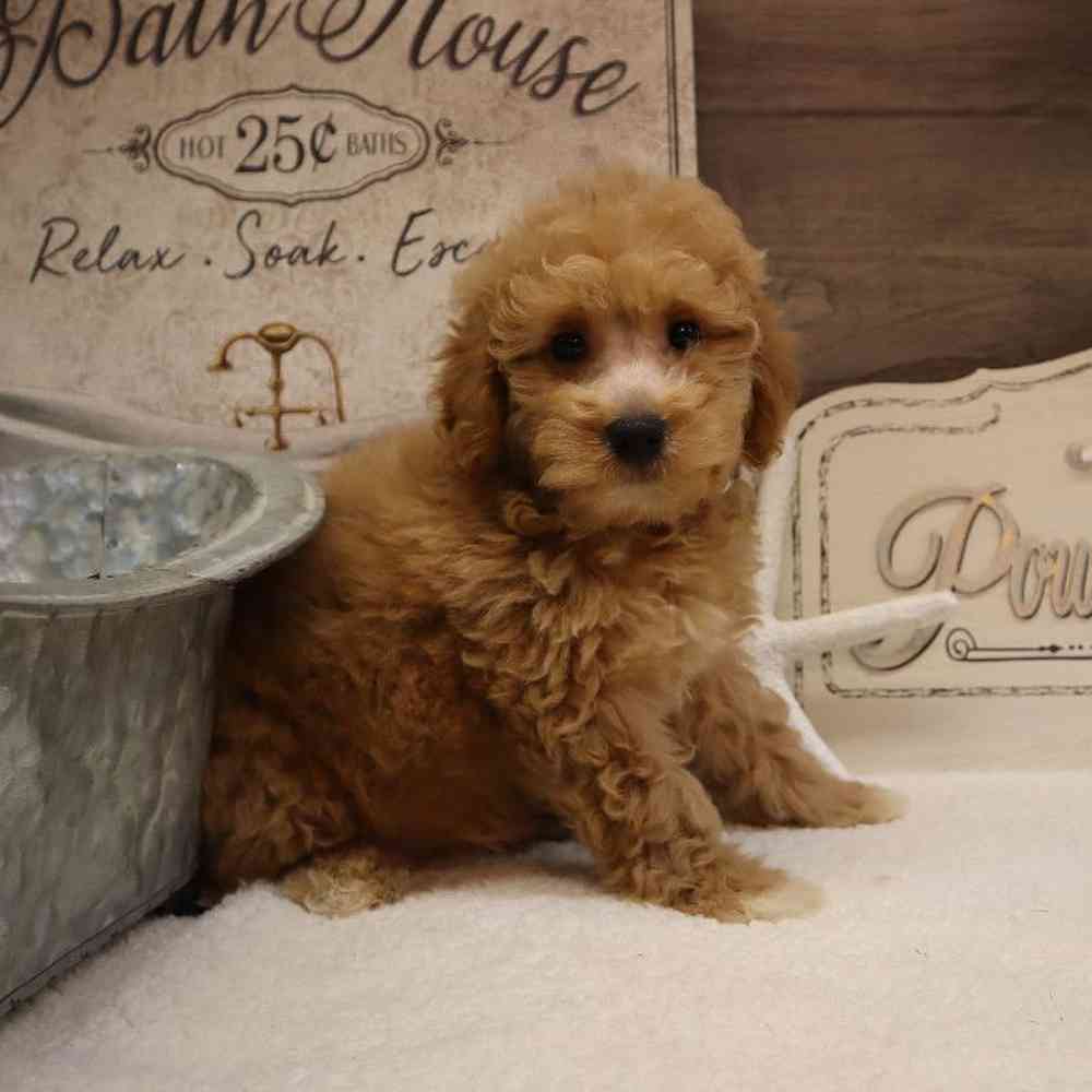 Female Mini Goldendoodle Puppy for sale