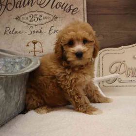 Mini Goldendoodle