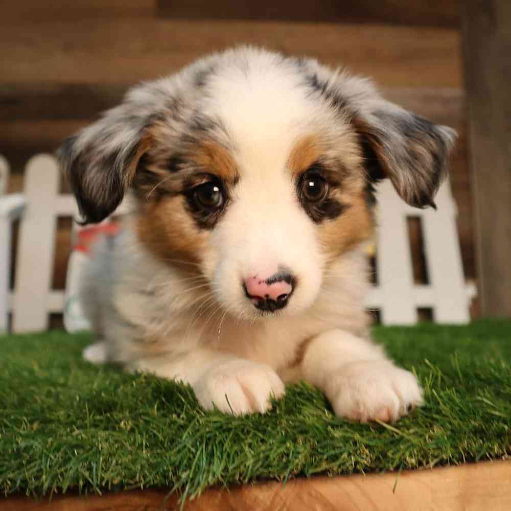 Male Mini Aussie Puppy for Sale in Blaine, MN