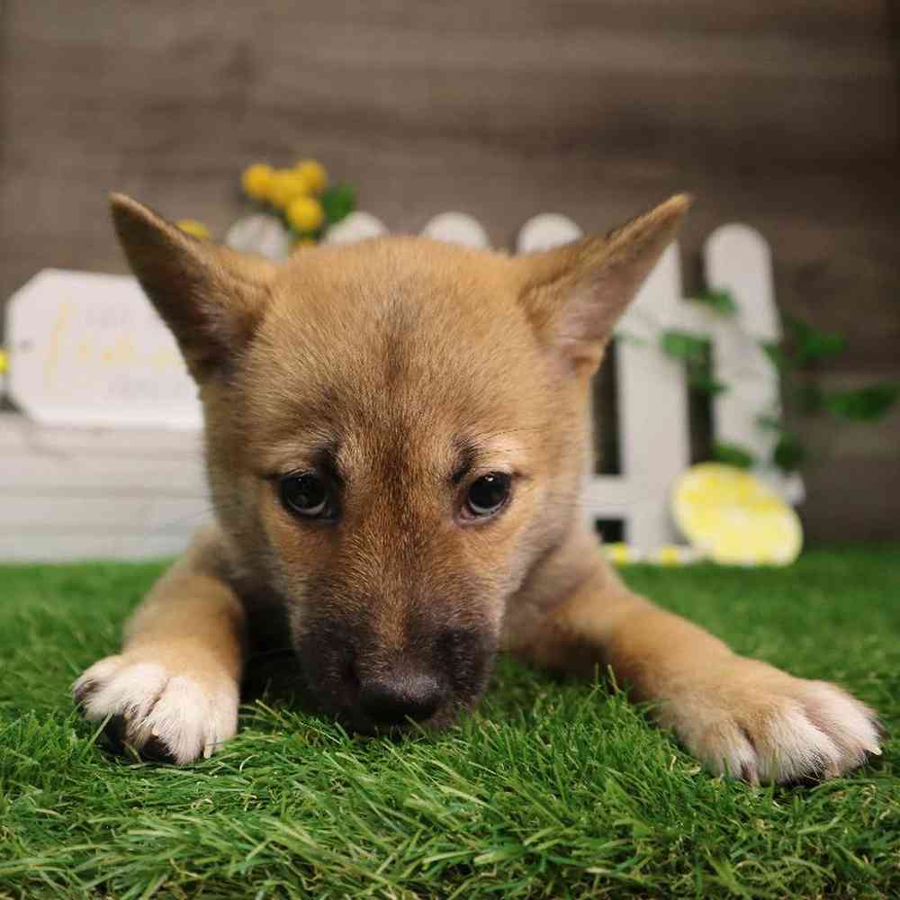 carousel pet images