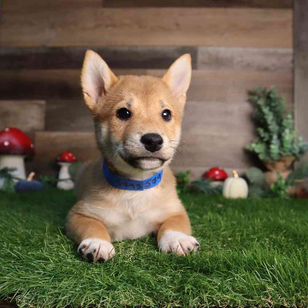 carousel pet images