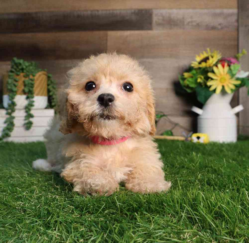carousel pet images