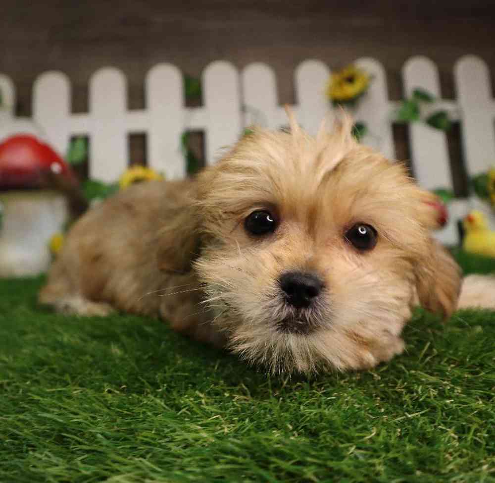 Male Shorkie Puppy for Sale in Blaine, MN