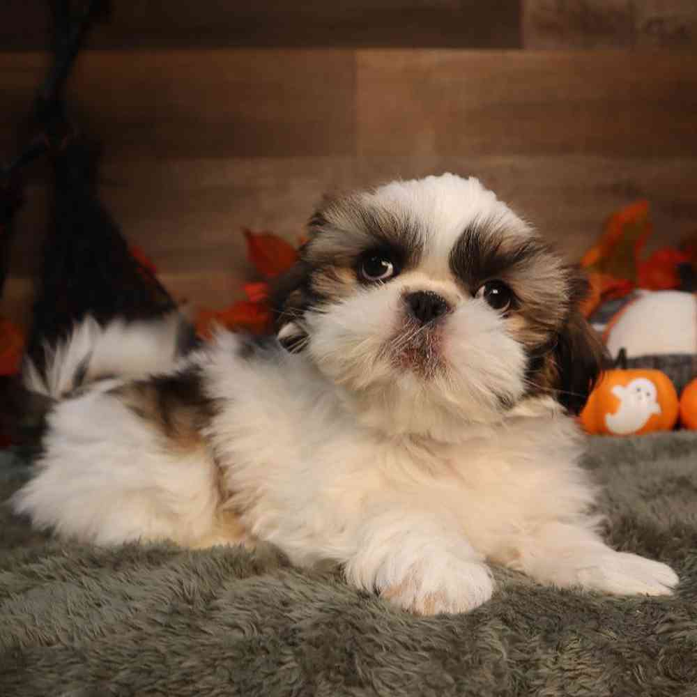 carousel pet images