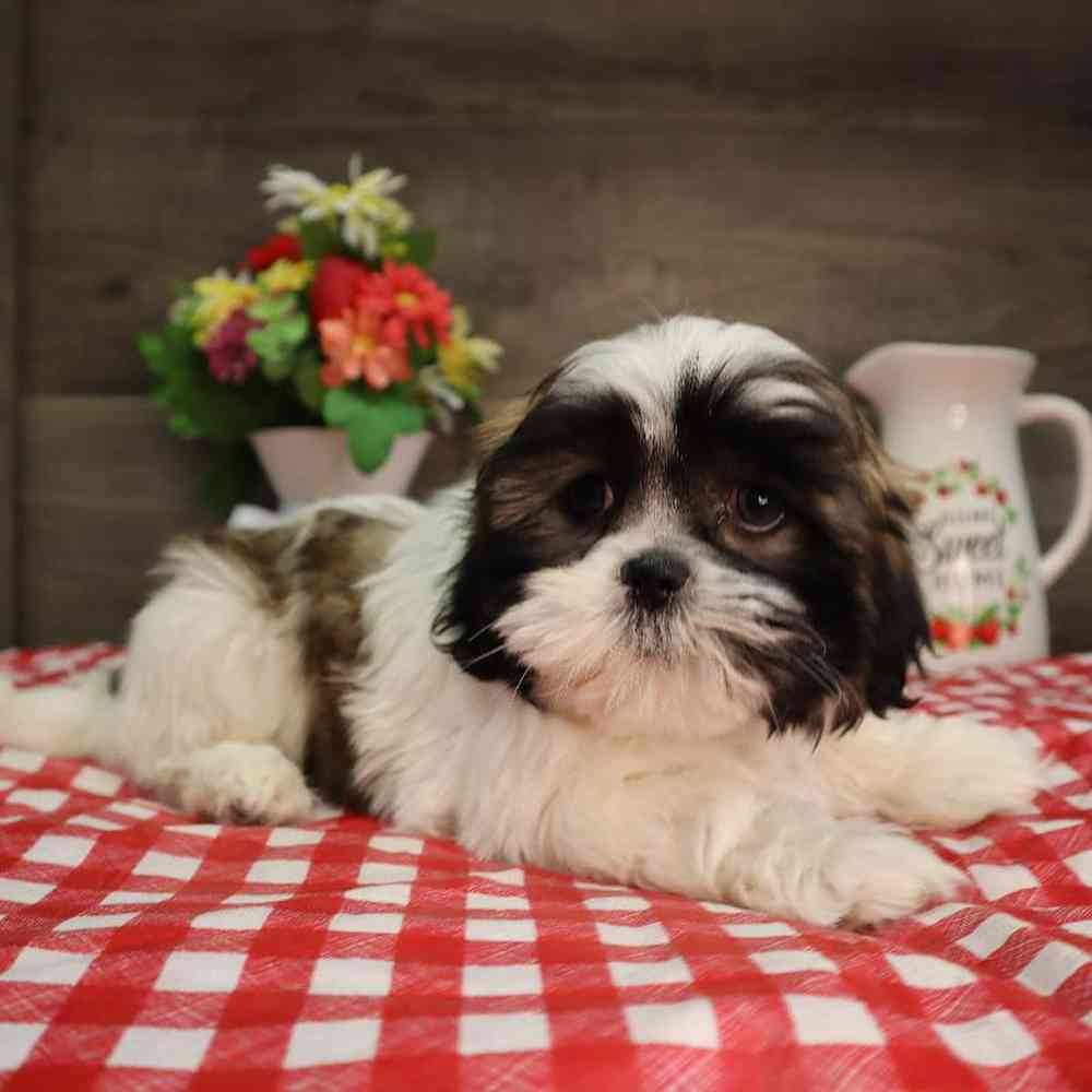 carousel pet images