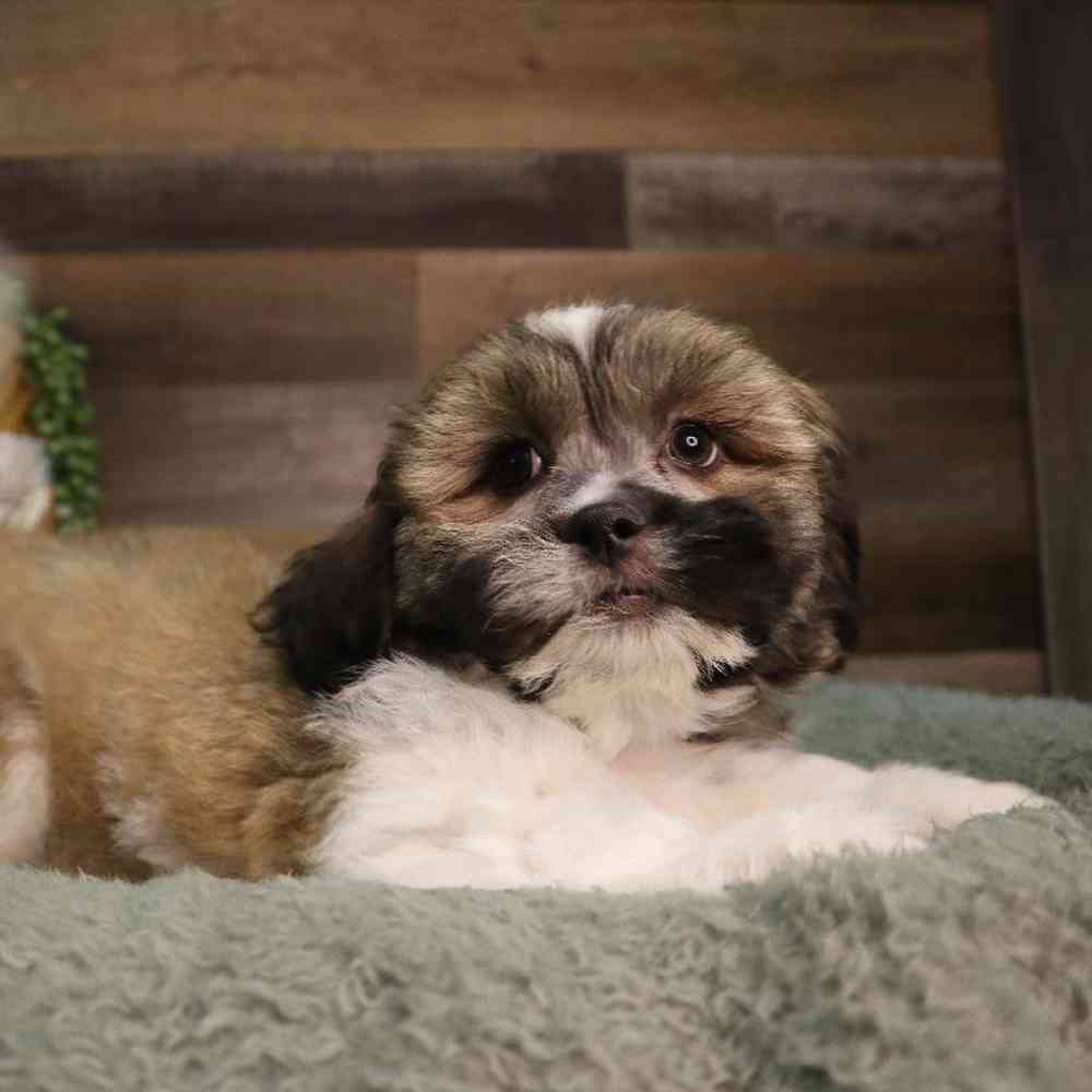 carousel pet images