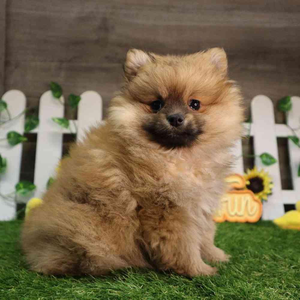 carousel pet images